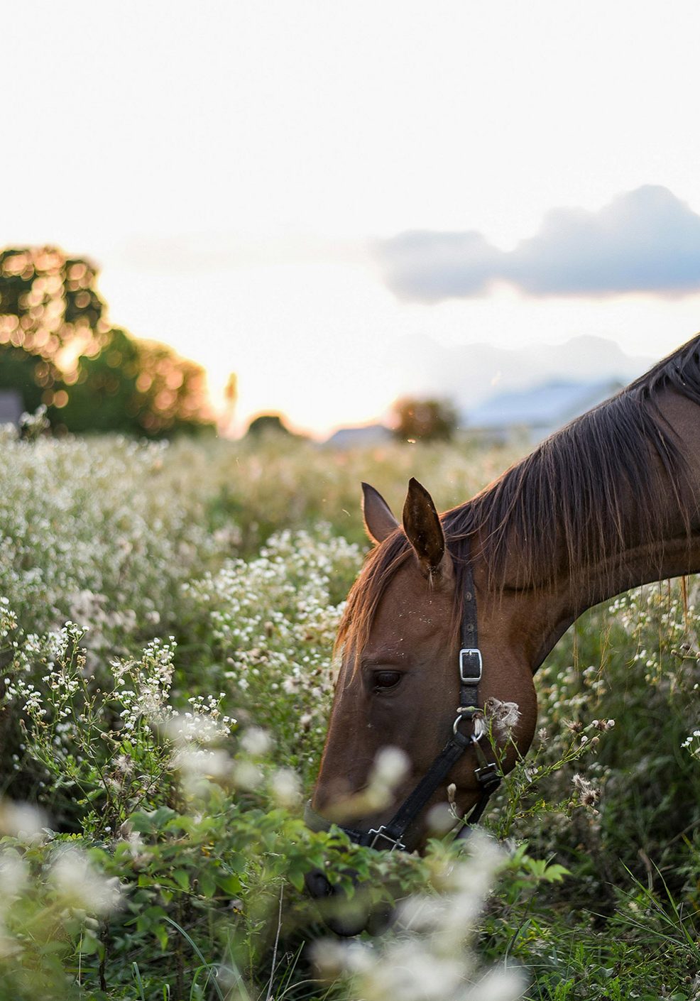 Horse grazing on beautiful equestrian property